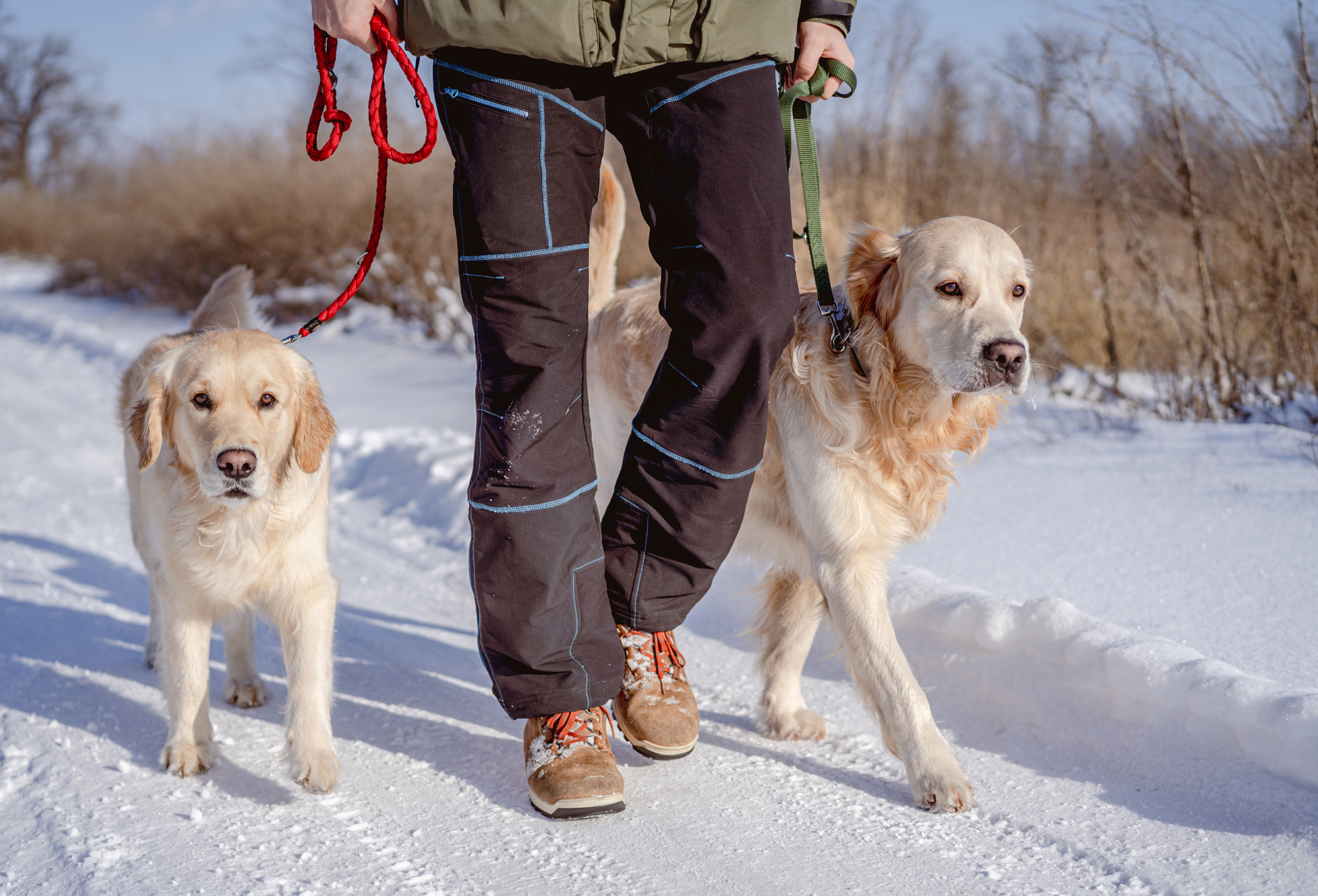 Dog Walking