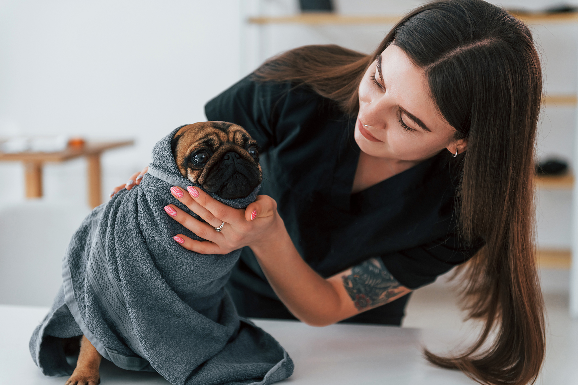 In grey colored towel. Pug is in the grooming salon with veterinarian that is in black clothes.