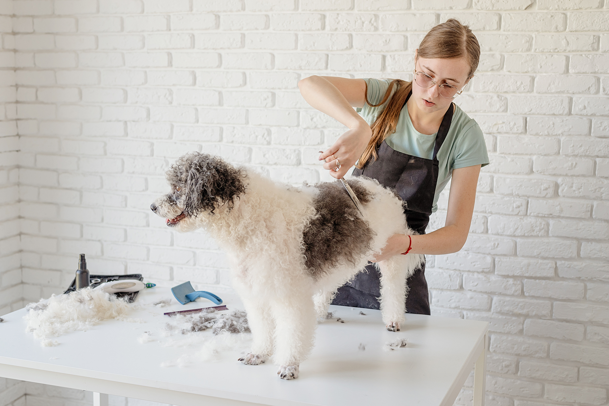 smiling-woman-grooming-bichon-frise-dog-in-salon-2023-11-27-05-07-02-utc