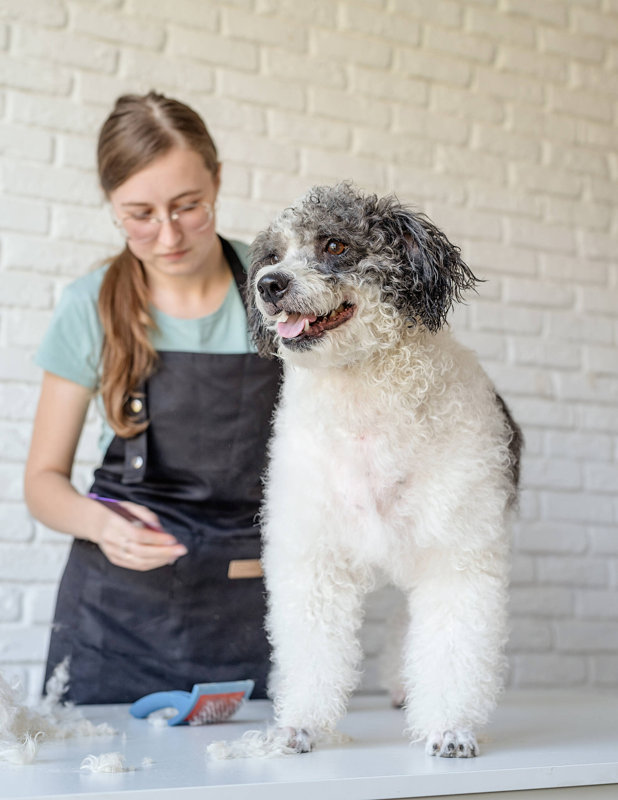 smiling-woman-grooming-bichon-frise-dog-in-salon-2023-11-27-05-36-15-utc